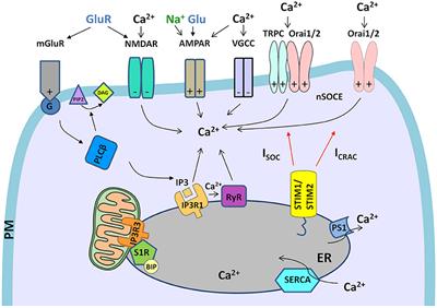 Dysregulation of Neuronal Calcium Signaling via Store-Operated Channels in Huntington's Disease